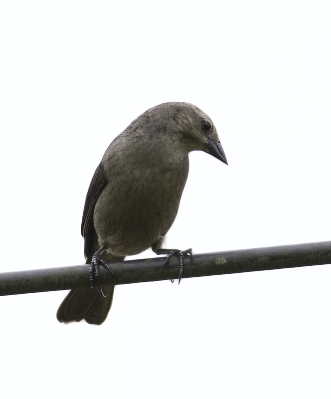 A female Shiny Cowbird in Gamboa, Panama (7/14/2010). Photo by Bill Hubick.