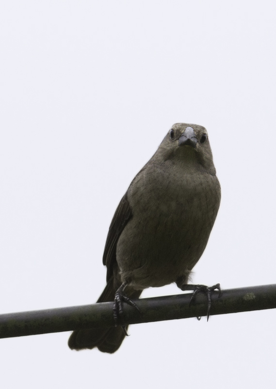 A female Shiny Cowbird in Gamboa, Panama (7/14/2010). Photo by Bill Hubick.