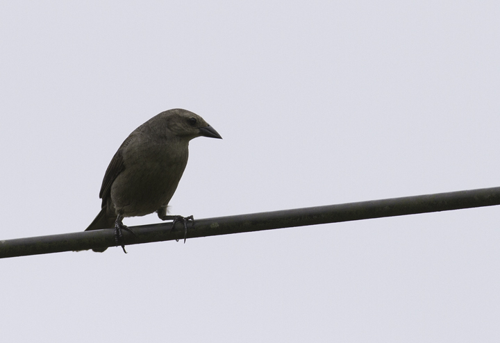 A female Shiny Cowbird in Gamboa, Panama (7/14/2010). Photo by Bill Hubick.