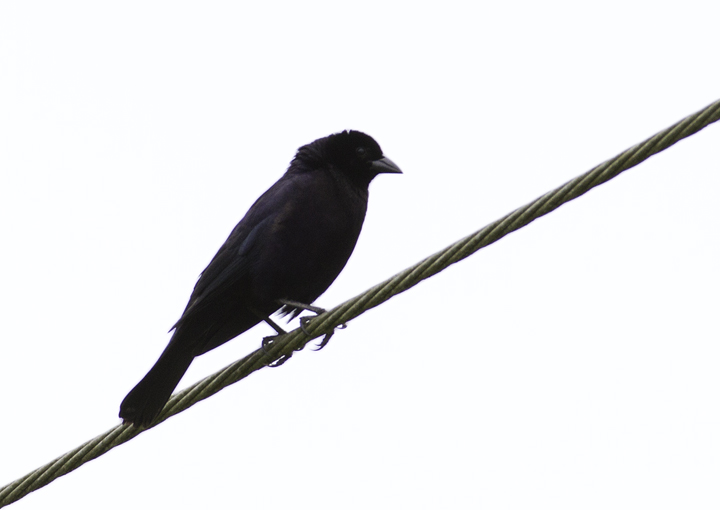 A male Shiny Cowbird in Gamboa, Panama (7/14/2010). Photo by Bill Hubick.