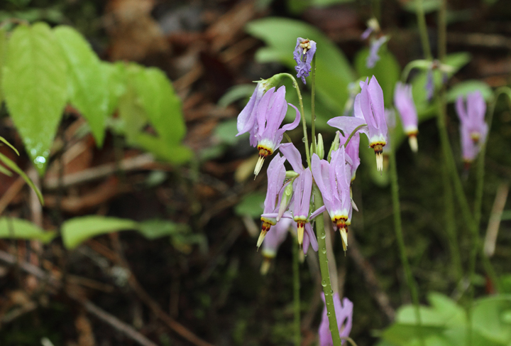 The stunning wildflower Shooting Star (<em>Dodecatheon meadia</em>) in Allegany Co., Maryland (4/25/2010). Photo by Bill Hubick.