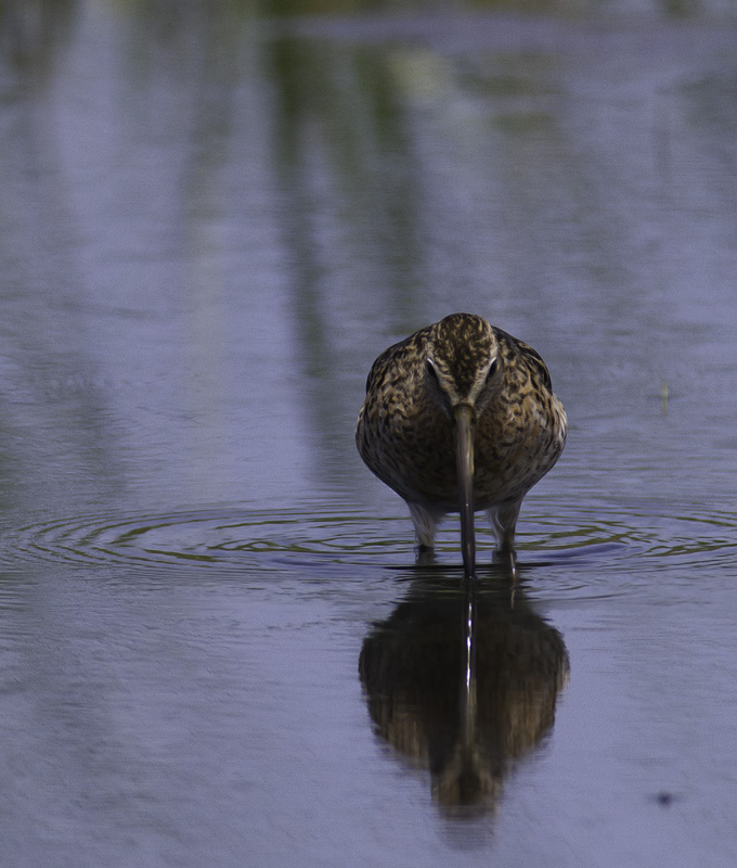 Don't worry, I can't do a full set of updates without any birds - a Short-billed Dowitcher at Cape Pond, North Carolina (5/30/2011). Photo by Bill Hubick.