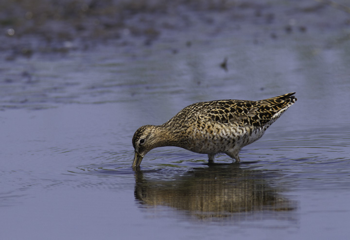 Don't worry, I can't do a full set of updates without any birds - a Short-billed Dowitcher at Cape Pond, North Carolina (5/30/2011). Photo by Bill Hubick.