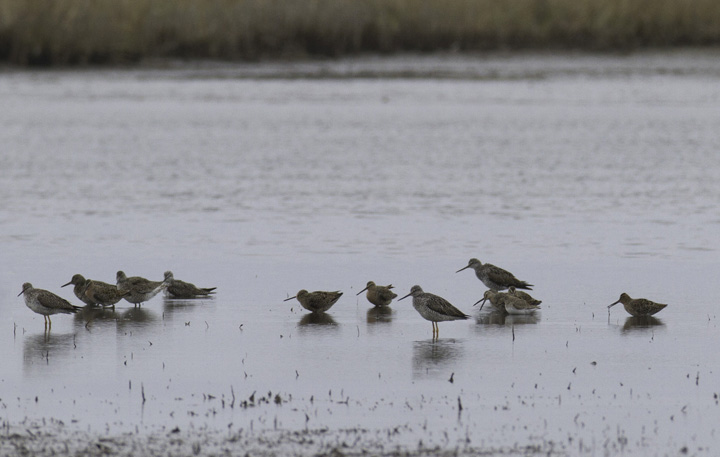 Short-billed Dowitchers - among the first of the year in Maryland - at Truitt's Landing, Worcester Co., Maryland (4/16/2011). Photo by Bill Hubick.