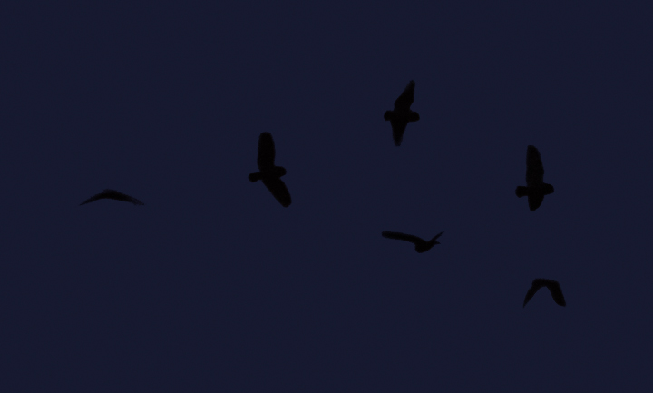 A montage of Short-eared Owl silhouettes - the left two are from the original frame. (Stemmers Run, Maryland, 2/20/2011) Photo by Bill Hubick.