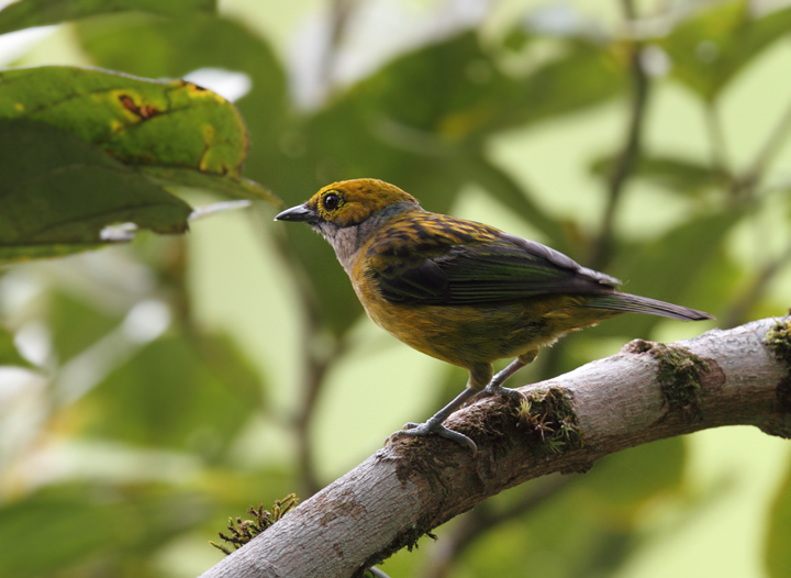 A Silver-throated Tanager at Las Mozas, Panama (7/11/2010). Photo by Bill Hubick.