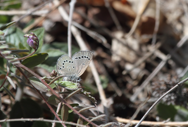 A Silvery Blue, a very localized species in Maryland, in Allegany Co., Maryland (4/23/2010). Photo by Bill Hubick.