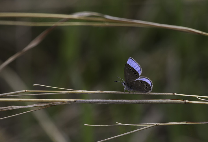 A Silvery Blue in Green Ridge SF, Maryland (4/30/2011). Photo by Bill Hubick.