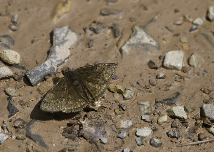 A Sleepy Duskywing in Green Ridge SF, Maryland (4/30/2011). Duskywings are some of the toughest Lepidoptera IDs in Maryland, and the Dreamy/Sleepy complex is especially challenging. Photo by Bill Hubick.