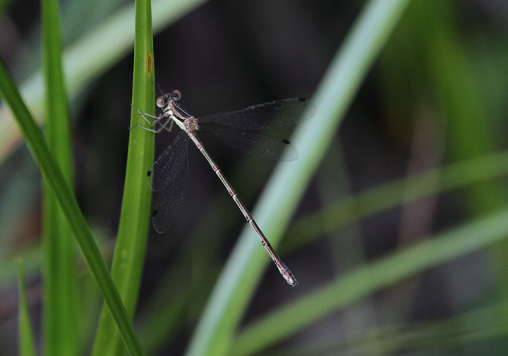 A Slender Spreadwing in Millington WMA, Kent Co., Maryland (6/26/2010). A new record for Kent County. Photo by Bill Hubick.