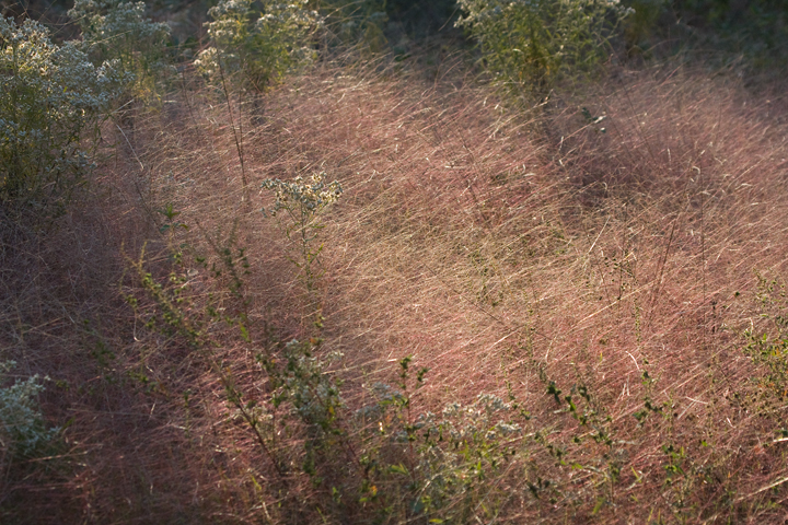 Attractive grass at Idyllwild, Caroline Co., Maryland (10/2/2009).