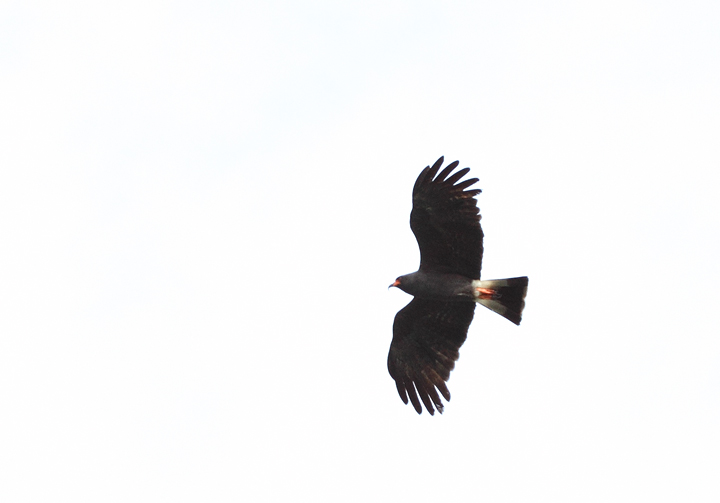An adult Snail Kite over the Rio Chagres, Panama (July 2010). Photo by Bill Hubick.
