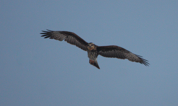 A high-speed exposure catches a Snail Kite as it goes to roost at dusk in the Everglades (2/26/2010).. Photo by Bill Hubick.