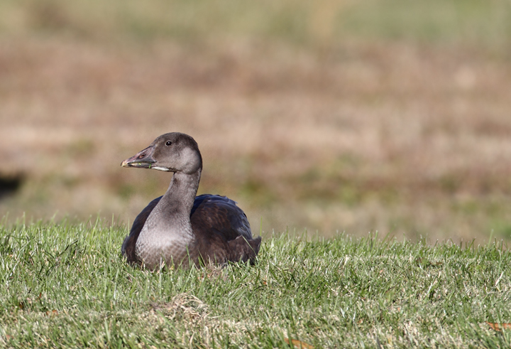 A juvenile Snow Goose in West Ocean City, Maryland (11/13/2010). Photo by Bill Hubick.