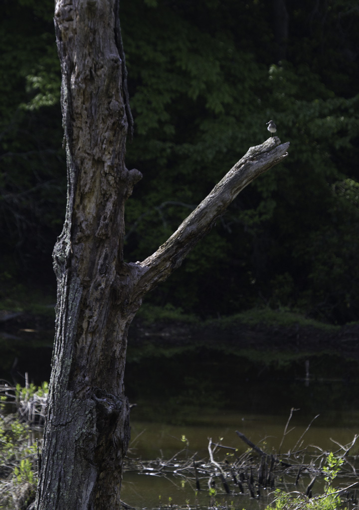 A Solitary Sandpiper surveys agreeable habitat on its way north - Jug Bay, Anne Arundel Co., Maryland (5/7/2011). Photo by Bill Hubick.