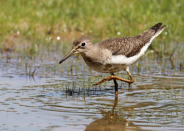 A juvenile Solitary Sandpiper at Triadelphia Reservoir, Montgomery Co., Maryland (9/19/2010). Photo by Bill Hubick.