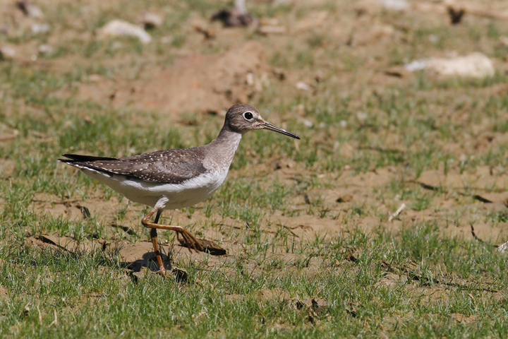 A juvenile Solitary Sandpiper at Triadelphia Reservoir, Montgomery Co., Maryland (9/19/2010). Photo by Bill Hubick.