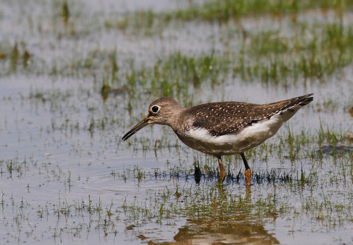 A juvenile Solitary Sandpiper at Triadelphia Reservoir, Montgomery Co., Maryland (9/19/2010). Photo by Bill Hubick.