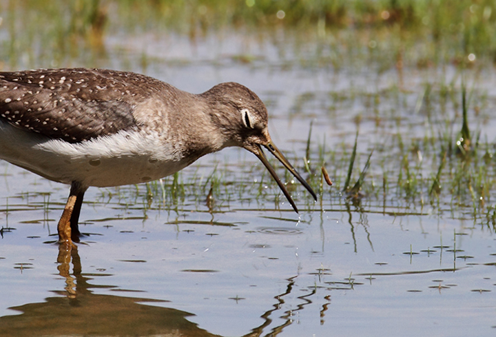 A juvenile Solitary Sandpiper at Triadelphia Reservoir, Montgomery Co., Maryland (9/19/2010). Photo by Bill Hubick.