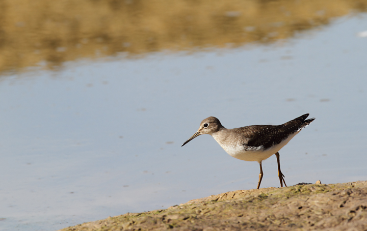 A juvenile Solitary Sandpiper at Triadelphia Reservoir, Montgomery Co., Maryland (9/19/2010). Photo by Bill Hubick.