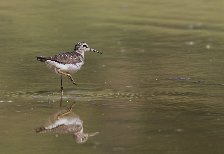 A Solitary Sandpiper stops in at a flooded field in Washington Co., Maryland (5/5/2010). Photo by Bill Hubick.