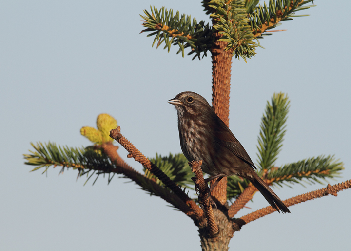 A Song Sparrow singing at sunrise at Ecola State Park, Oregon (9/3/2010). Photo by Bill Hubick.