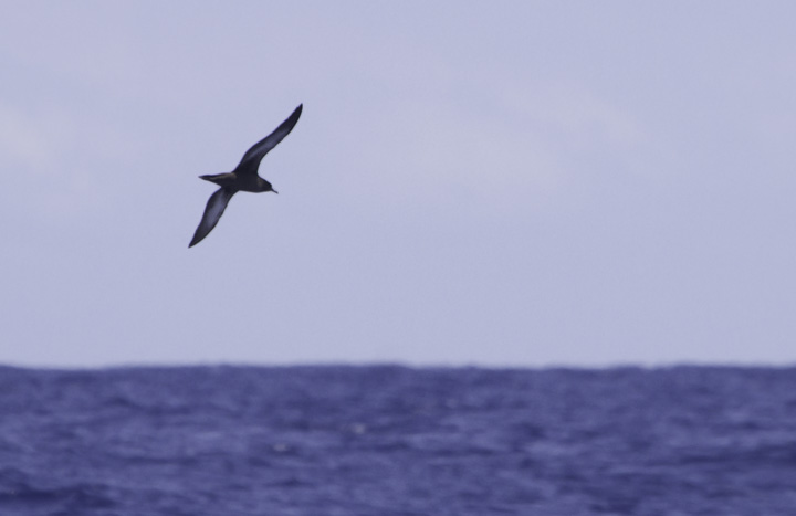 A Sooty Shearwater off Cape Hatteras, North Carolina (5/28/2011). Photo by Bill Hubick.