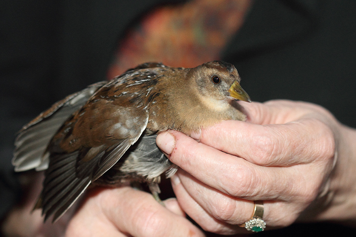 A juvenile Sora that walked into a real estate office in Elkridge, Maryland (9/20/2010). It was checked out for a couple days and should be safely released as of this writing. Photo by Bill Hubick.