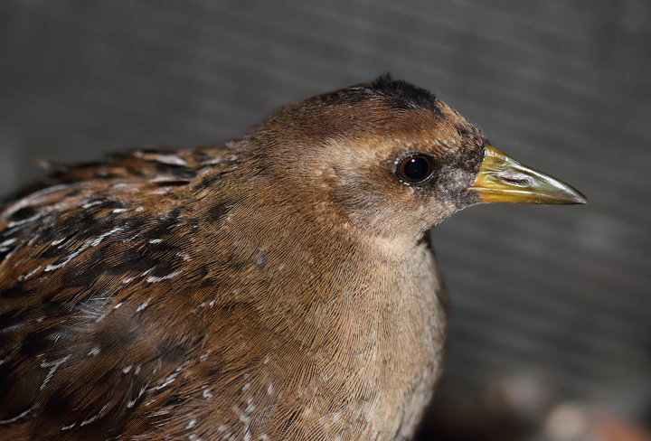 A juvenile Sora that walked into a real estate office in Elkridge, Maryland (9/20/2010). It was checked out for a couple days and should be safely released as of this writing. Photo by Bill Hubick.