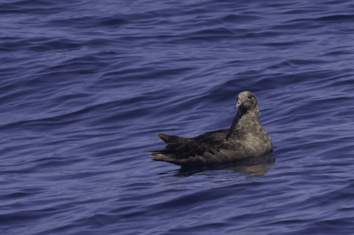 A mind-blowing close encounter with a South Polar Skua off Cape Hatteras, North Carolina (5/29/2011). Photo by Bill Hubick.