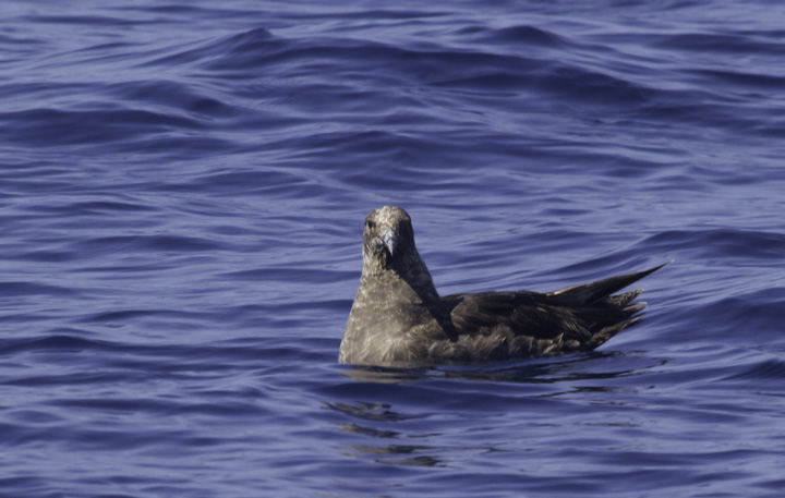 A mind-blowing close encounter with a South Polar Skua off Cape Hatteras, North Carolina (5/29/2011). Photo by Bill Hubick.