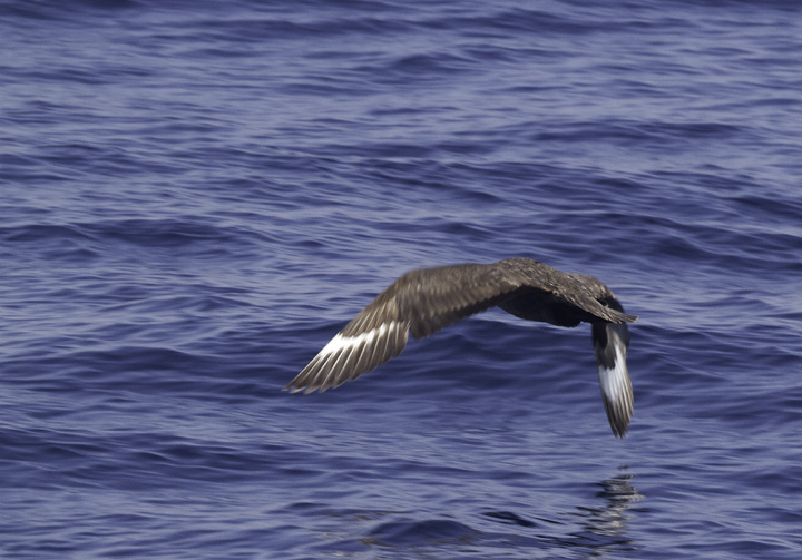 A mind-blowing close encounter with a South Polar Skua off Cape Hatteras, North Carolina (5/29/2011). Photo by Bill Hubick.