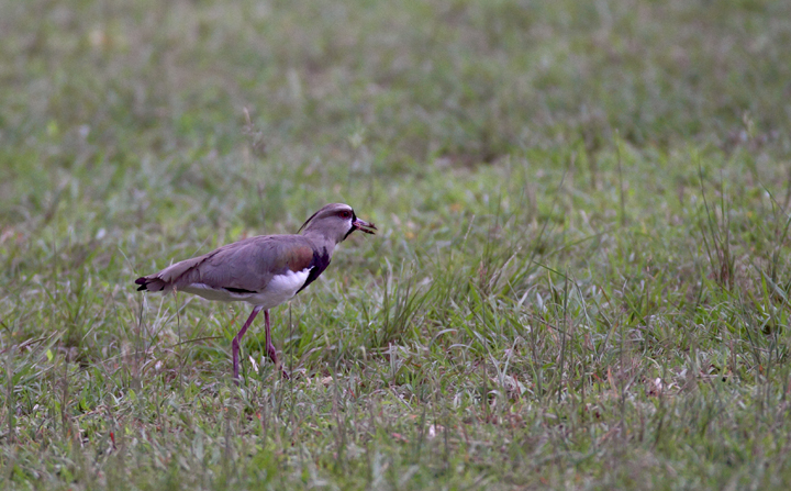 A Southern Lapwing in Gamboa, Panama (July 2010). Photo by Bill Hubick.