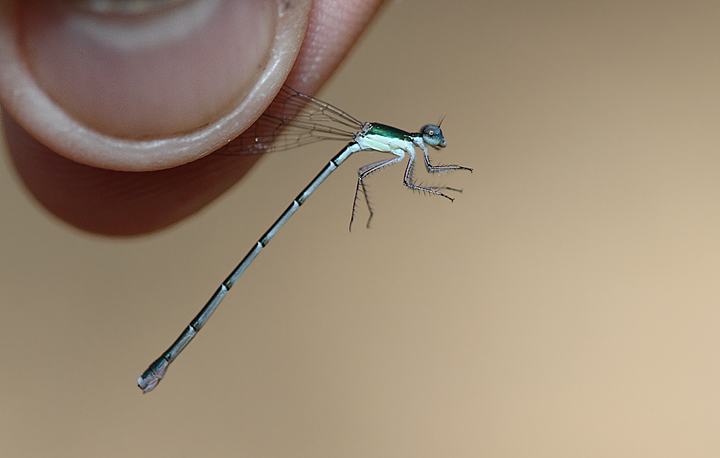 A presumed Southern Sprite in Caroline Co., Maryland (6/26/2010). Photo by Bill Hubick.