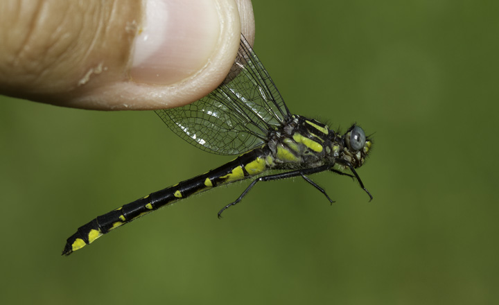 Spine-crowned Clubtails in Washington Co., Maryland (6/4/2011). Fourth photo is posed. Photo by Bill Hubick.