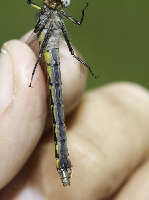 Spine-crowned Clubtails in Washington Co., Maryland (6/4/2011). Fourth photo is posed. Photo by Bill Hubick.