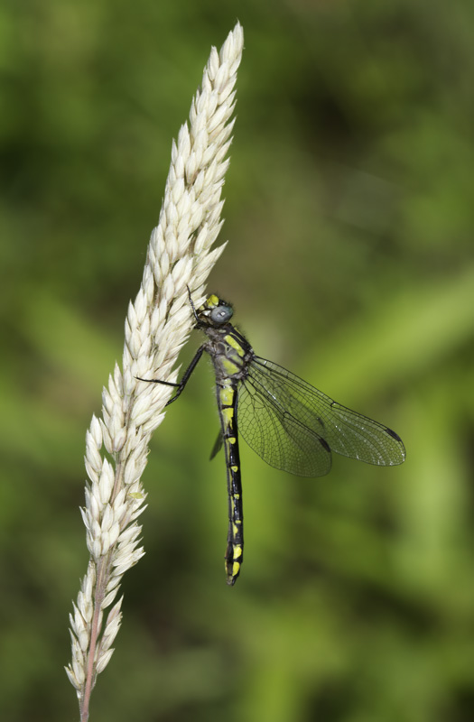 Spine-crowned Clubtails in Washington Co., Maryland (6/4/2011). Fourth photo is posed. Photo by Bill Hubick.