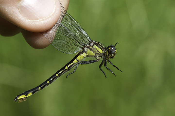 Spine-crowned Clubtails in Washington Co., Maryland (6/4/2011). Fourth photo is posed. Photo by Bill Hubick.