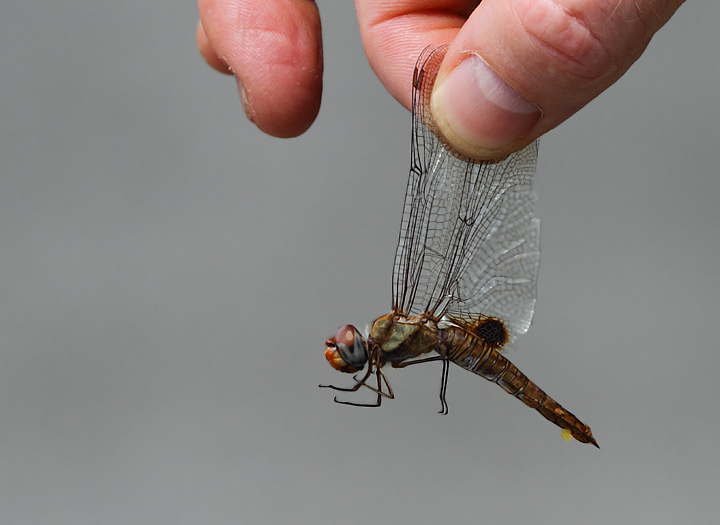 A Spot-winged Glider at North Branch, Allegany Co., Maryland (7/24/2010). Photo by Bill Hubick.