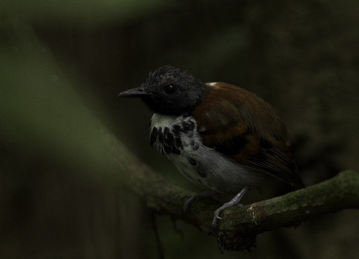 One of two Spotted Antbirds working an ant swarm along Pipeline Road near Gamboa, Panama (7/15/2010). Photo by Bill Hubick.