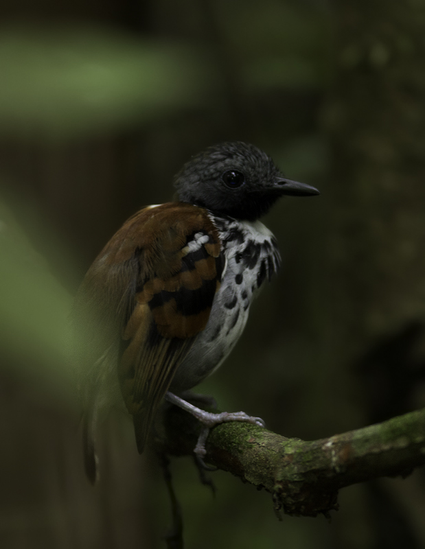 One of two Spotted Antbirds working an ant swarm along Pipeline Road near Gamboa, Panama (7/15/2010). Photo by Bill Hubick.