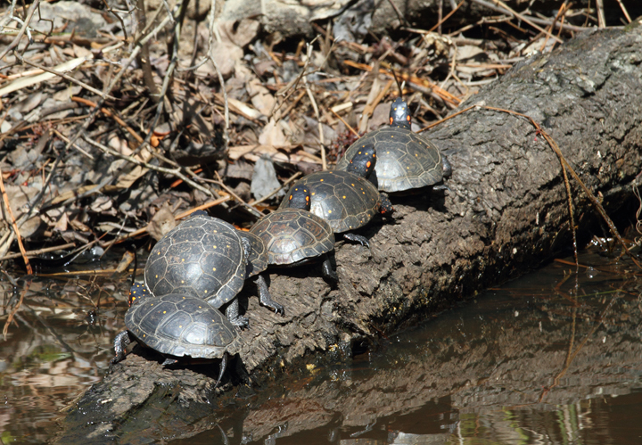 A group of six Spotted Turtles enjoy the early spring sunshine at Blackwater NWR, Maryland (3/27/2010). Photo by Bill Hubick.