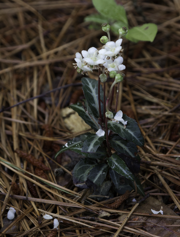 Spotted Wintergreen (<em>Chimaphila maculata</em>) blooming at Tuckahoe SP, Maryland (6/18/2011). Photo by Bill Hubick.