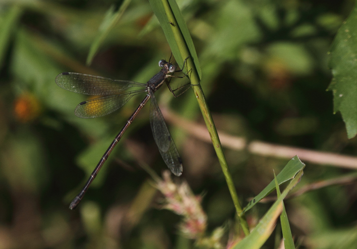 A female spreadwing photographed in Charles Co., Maryland (10/2/2010). This genus (<em>Lestes</em>) is notoriously difficult and often requires collecting male/female pairs and/or use of microscope. Photo by Bill Hubick.