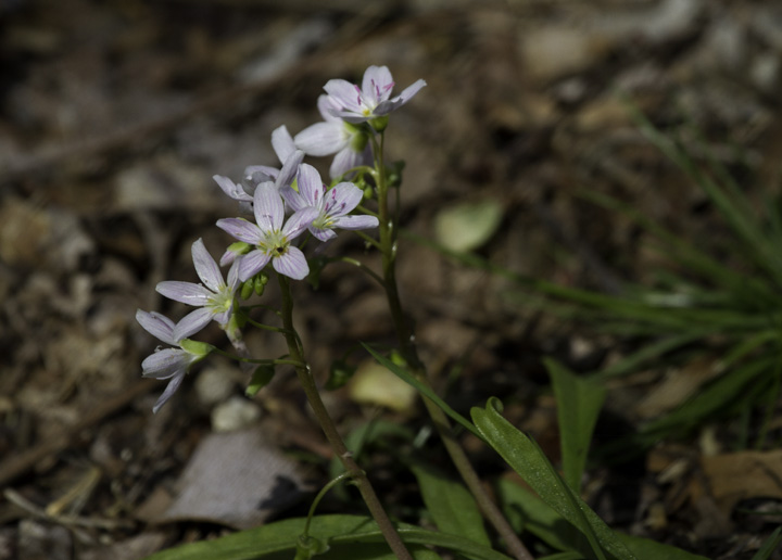 Spring Beauty blooming in Montgomery Co., Maryland (4/17/2011). Photo by Bill Hubick.