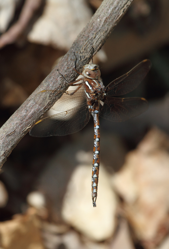 A Springtime Darner in Green Ridge State Forest, Maryland (4/23/2010). Photo by Bill Hubick.