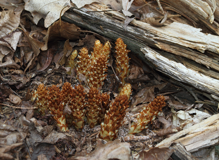 The alien wildflower Squawroot in Green Ridge State Forest, Maryland (4/23/2010). Photo by Bill Hubick.