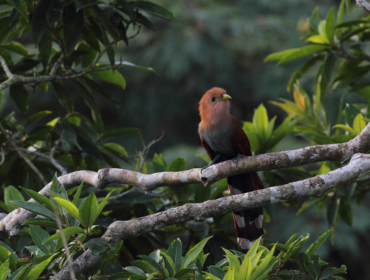 A Squirrel Cuckoo spotted just after dawn - Canopy Tower, Panama (July 2010). Photo by Bill Hubick.