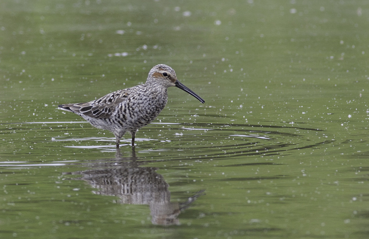 A Stilt Sandpiper in Prince George's Co., Maryland (5/16/2009). Photo by Bill Hubick.