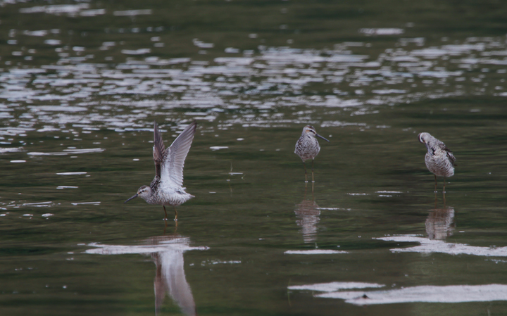 Three Stilt Sandpipers at Youghiogheny Reservoir, Garrett Co., Maryland (7/24/2010). Photo by Bill Hubick.